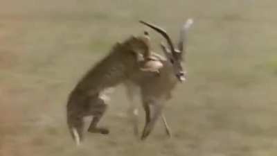 Antelope puts his horns to good use.