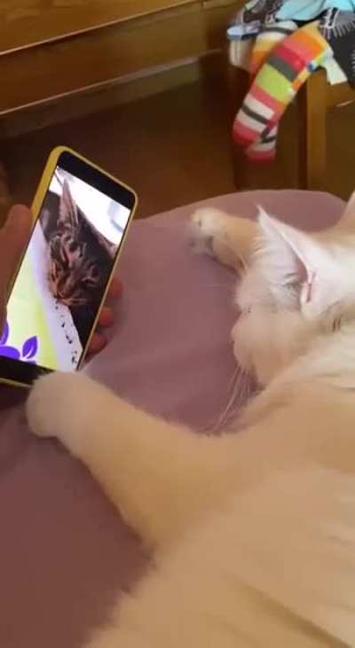Кот смотрит на кошачий антистрес