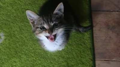 He did his first &ldquo;meow&rdquo; with us today