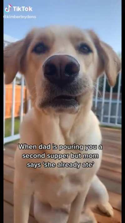 Dog food