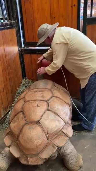 Good boi