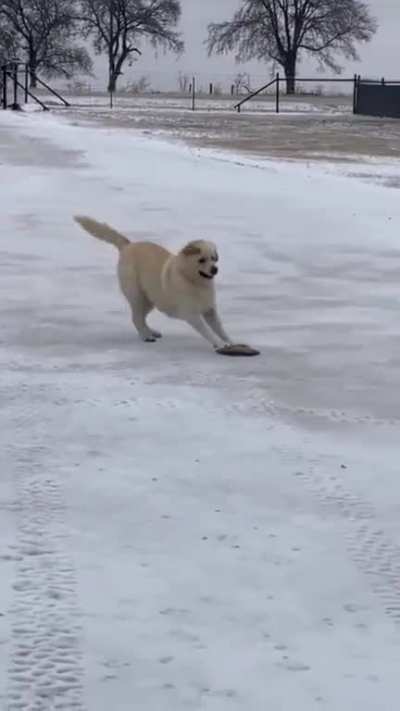 What is the dog playing with?
