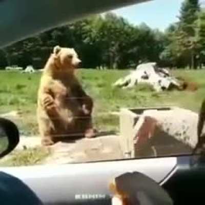 🐻🖐