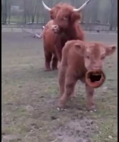 Moo