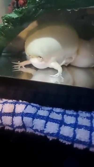 Living mozzarella