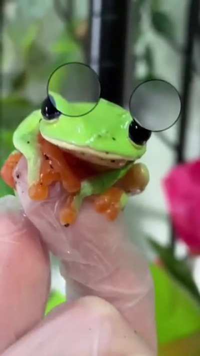 🐸 or 👽