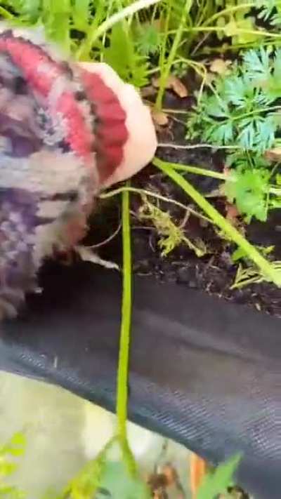 My girlfriend's first home grown carrot