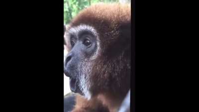 My monkey people need me