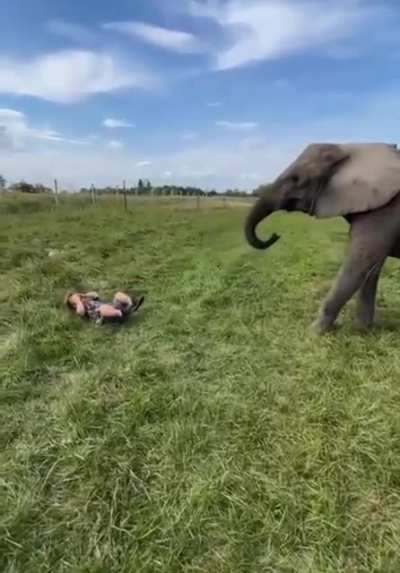 Elephant soccer does not fit the child