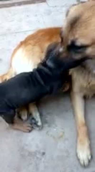 perro porte&ntilde;o