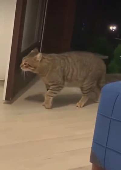 Cats being cats.
