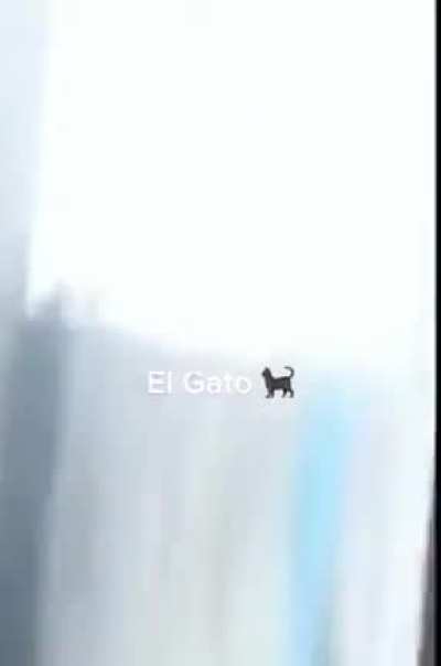 EL GATO