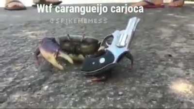 Raposito t&aacute; criando caranguejo?