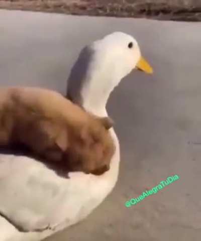 que bonito es tener mascotas