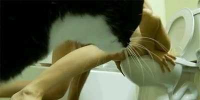 Stupid cat