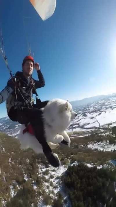 Coolest dog i&rsquo;ve ever seen