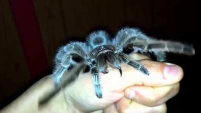 Can anyone explain this behavior? What is the tarantula doing?
