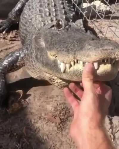 Have a gator