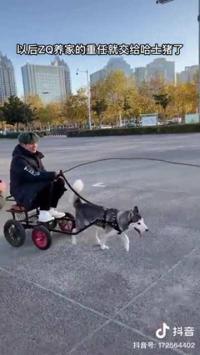 How to drive a husky