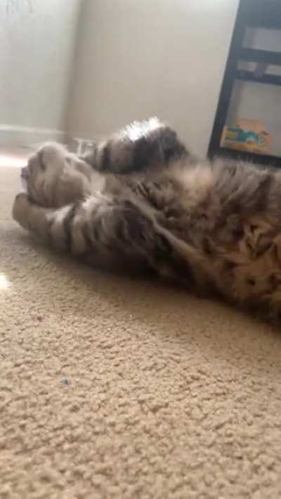 Jango&rsquo;s interesting approach to his new catnip toy