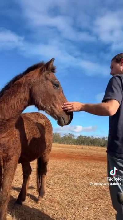 peter&hellip; the horse is here