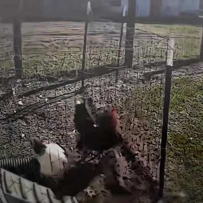 Vaya Huevos tuvo el gallo 🤑🤑🤑