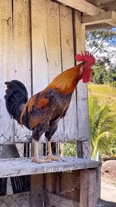 The loudest and longest "Cock-A-Doodle-Doo."