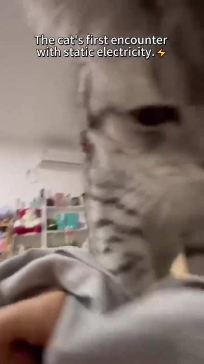 ZAP