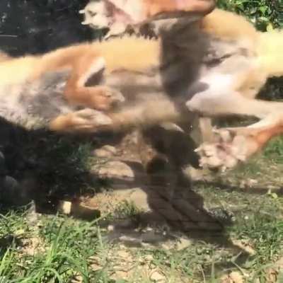 STANDBY FOR TITANFOX