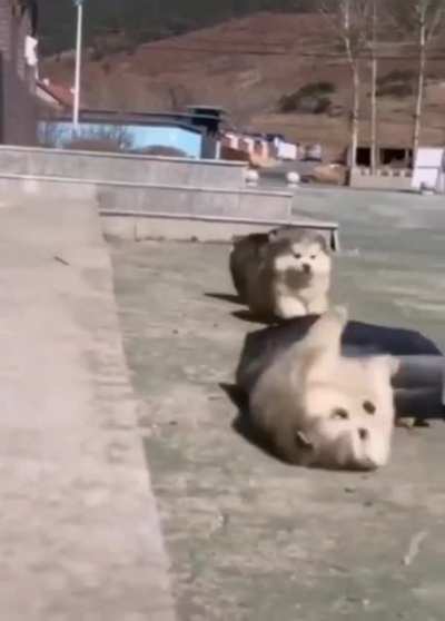 Brave floofs