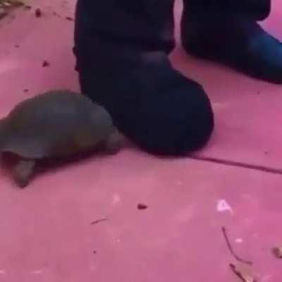 Tortuga molesta &amp;gt;:(