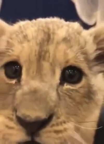 Hear me roar!