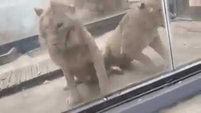You ain&rsquo;t lion down next to me