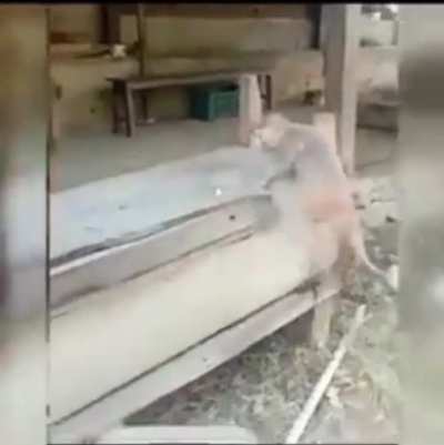 What happens when you mess with a stronger primate