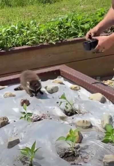 "Dad wait, I'm coming!"
