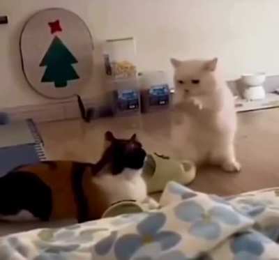 &ldquo;Does your cat scratch?&rdquo; &ldquo;No, he casts spells.&rdquo;