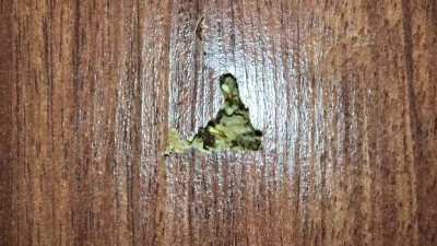 I&rsquo;ve been hearing clicking sounds in my room for months and I thought I was going crazy. Today I was replacing my bed frame and my toes cracked through the flooring. Needless to say, I have a termite infestation. Here are two videos of the termites clicki