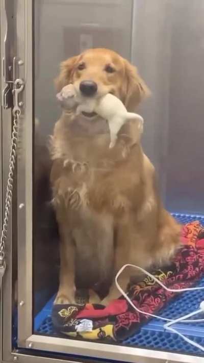 "One proud Mum right there. Showing her pup!"