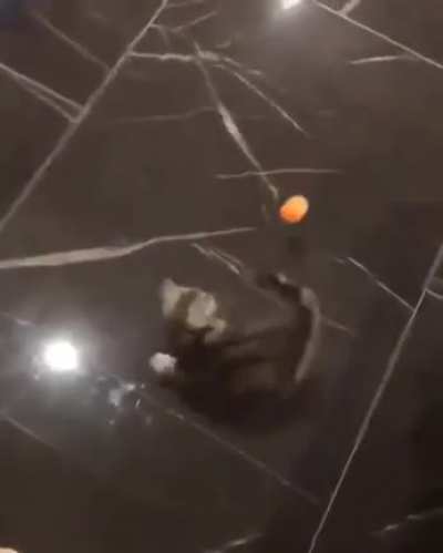 Boingy-boing!! X-post from r/aww