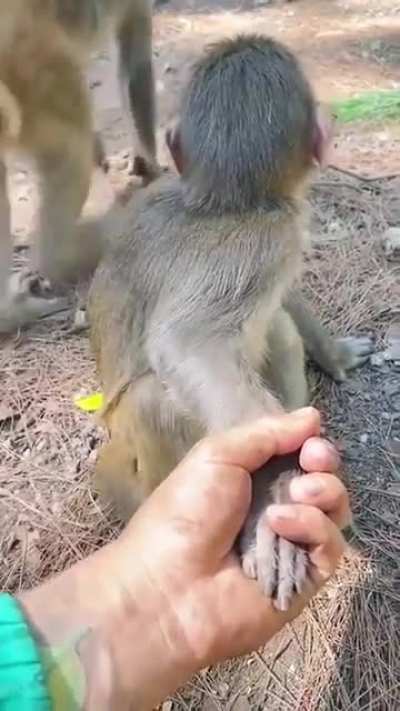 Tricking the monkey