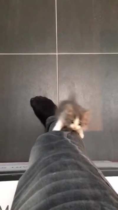 Hey, put that thing down and play with me!