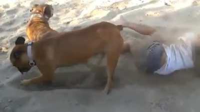 Little girl disturbs relaxing dog on the beach