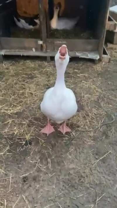 Get a goose they said, it will be fun they said 😅🙁