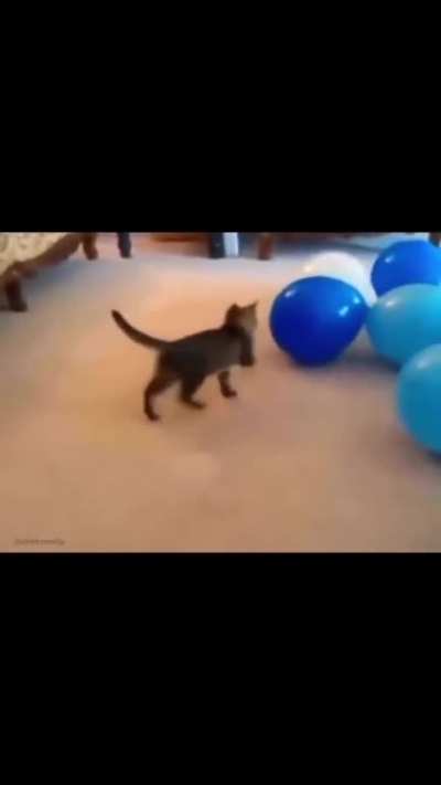 Cat playing