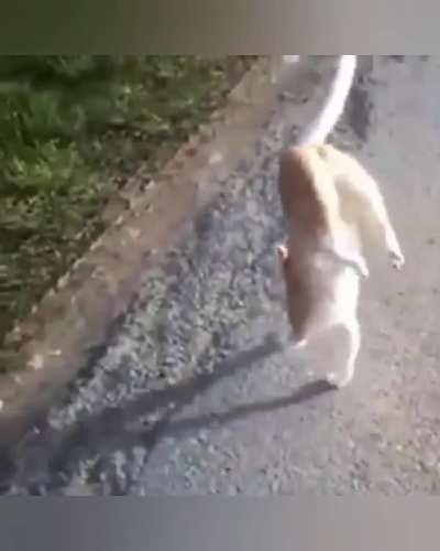 This cat