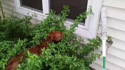 Dog is a chameleon.