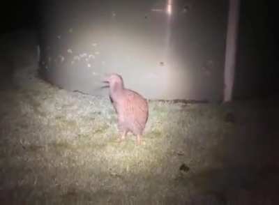 Small T-Rex, also known as a Kiwi