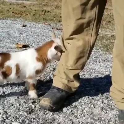 Fight me human!