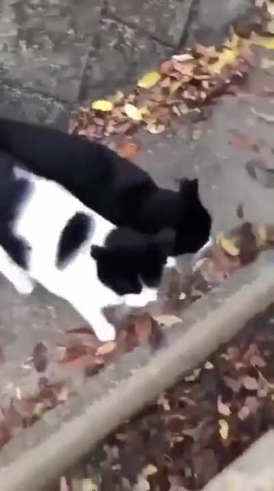 Siyamese kittens