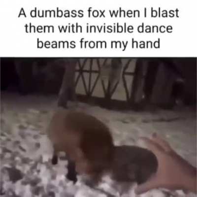 Get groovin' 'd, dumb fox